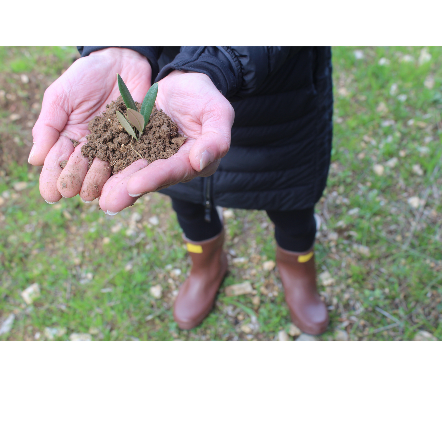 Person holding soil with a small plant, standing on grass
